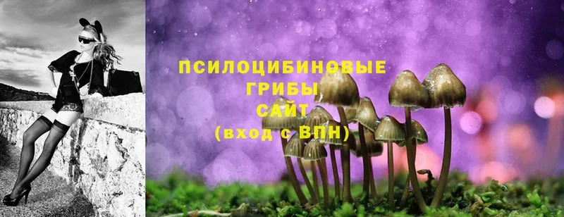 Псилоцибиновые грибы Psilocybe  Княгинино 